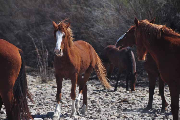 mustangs